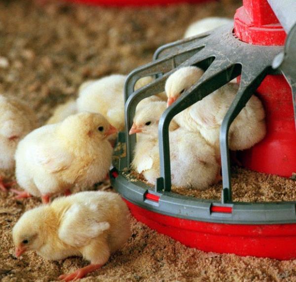 FILE - Three-day-old chicks surround a feeder at a Mar-Jac Poultry hatchery near Gainesville, Ga., Thursday, March 18, 1999. (AP Photo/Ric Feld)